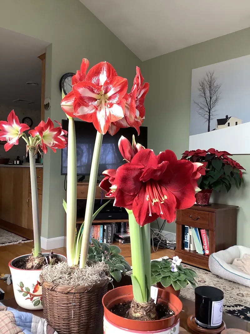 Christ the King Parish - St. Athanasius (Reading, Massachusetts)